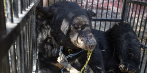 Black bear rescued from illegal trap