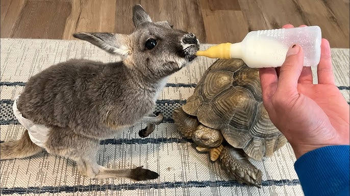Kangaroo Rescue Mission 1