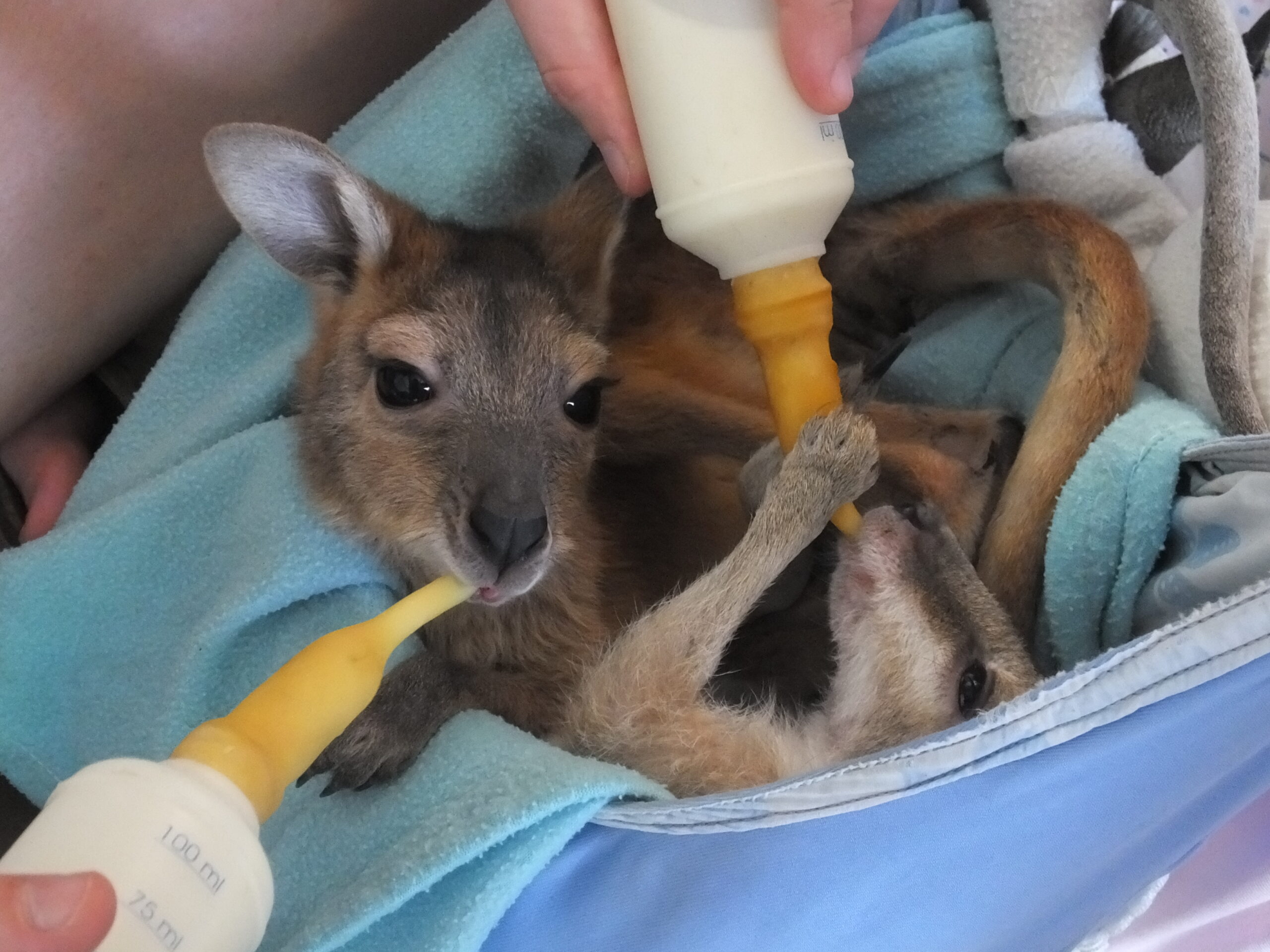 Kangaroo Rescue Mission
