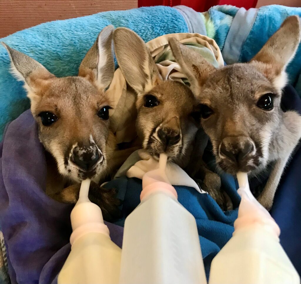 Kangaroo Rescue Mission