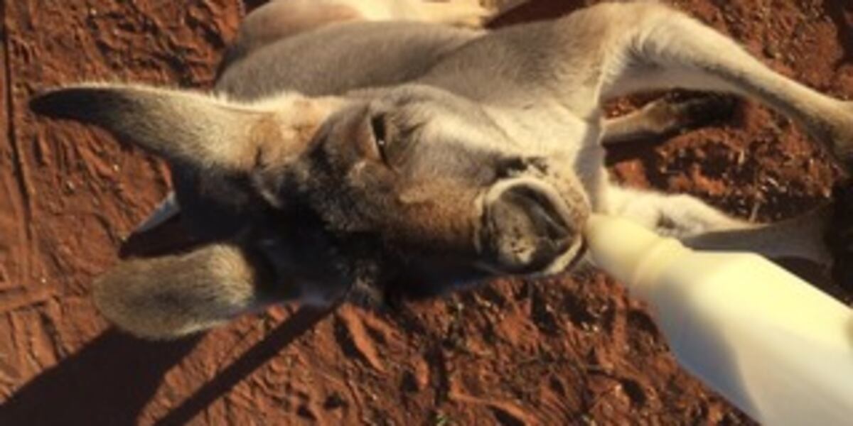 Kangaroo Rescue Mission 2