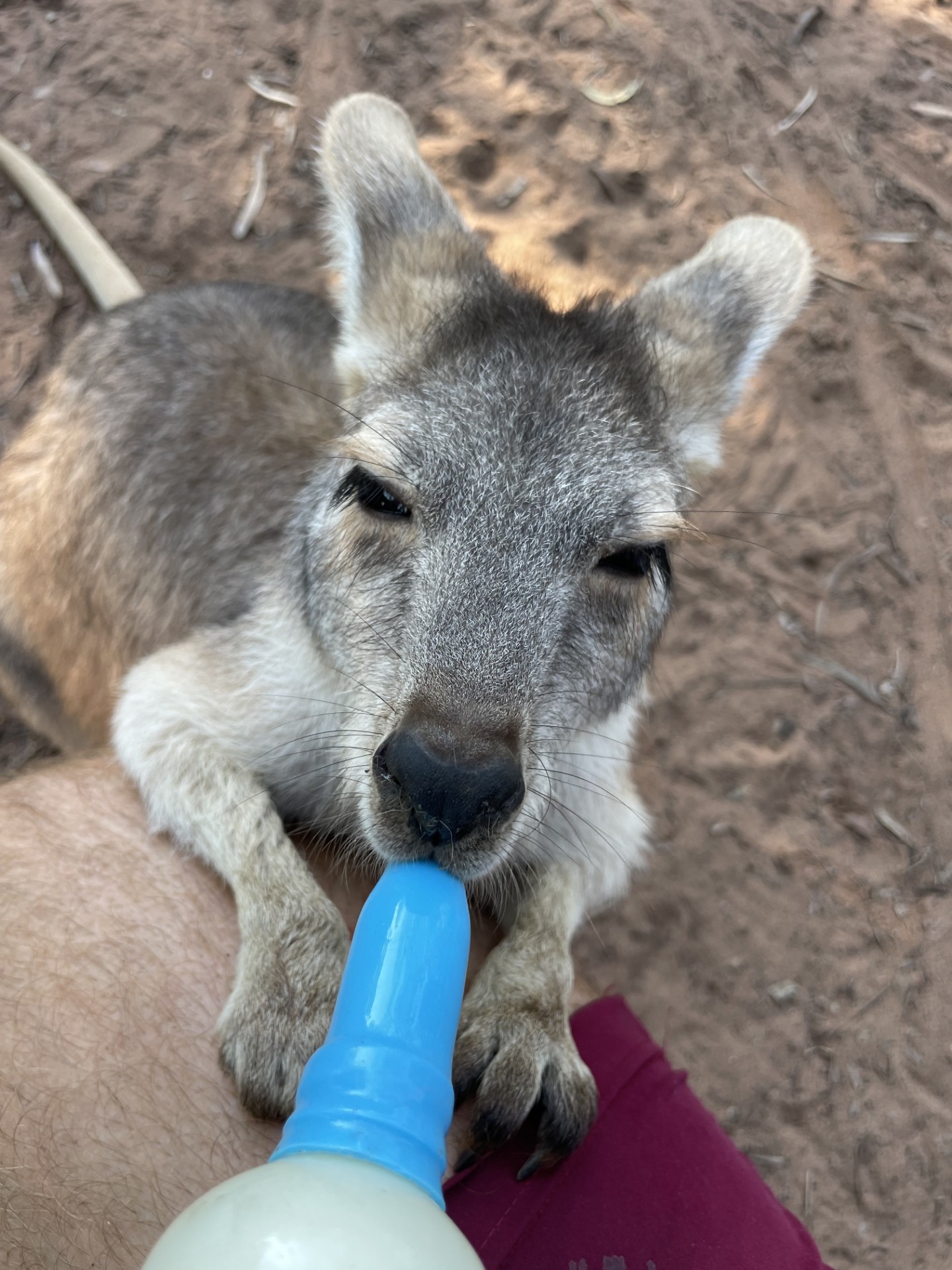 Kangaroo Rescue Mission 3