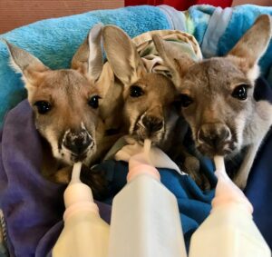 Kangaroo Rescue Mission