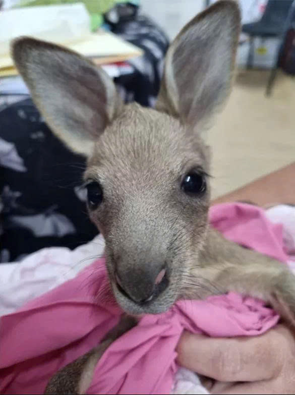 Kangaroo Rescue Mission 4