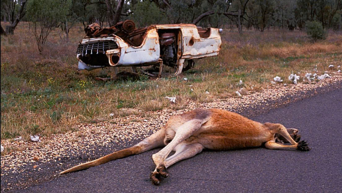 Kangaroo Rescue Mission 5