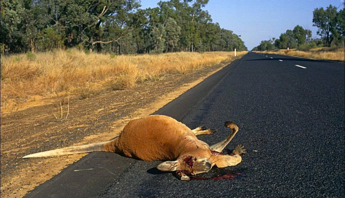 Kangaroo Rescue Mission 6