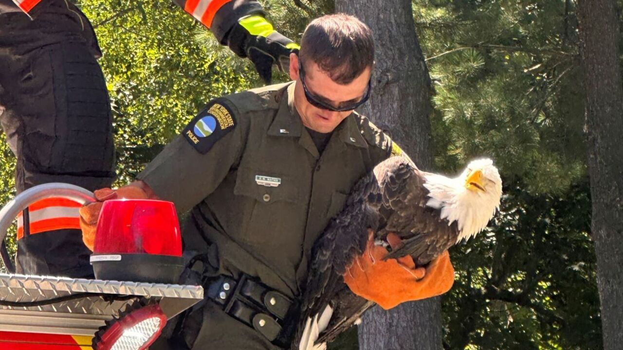 Protecting Baby Bald Eagles from Being Hunted
