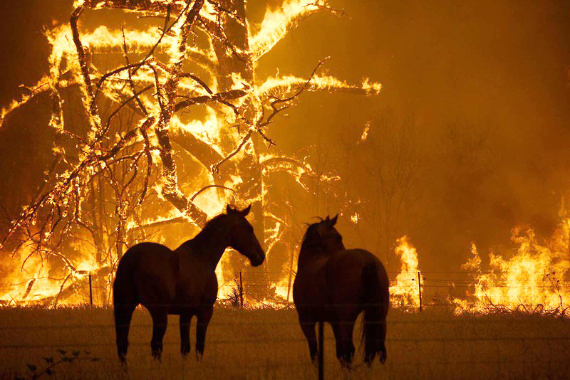 Protecting Wild Horses in the American West