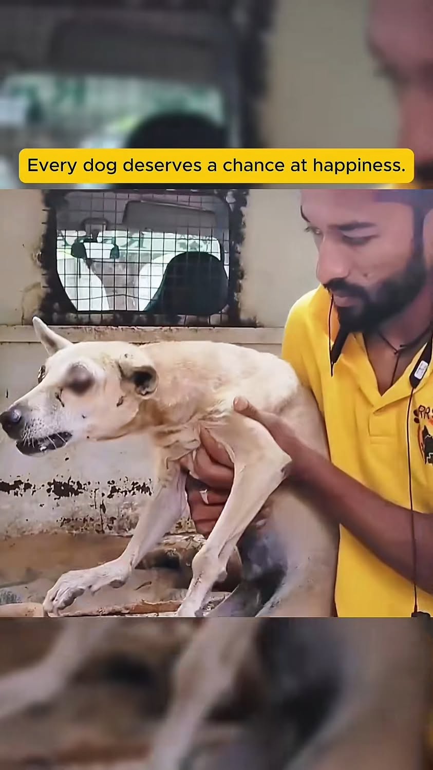 Rescue homeless dogs on the streets A call for protection