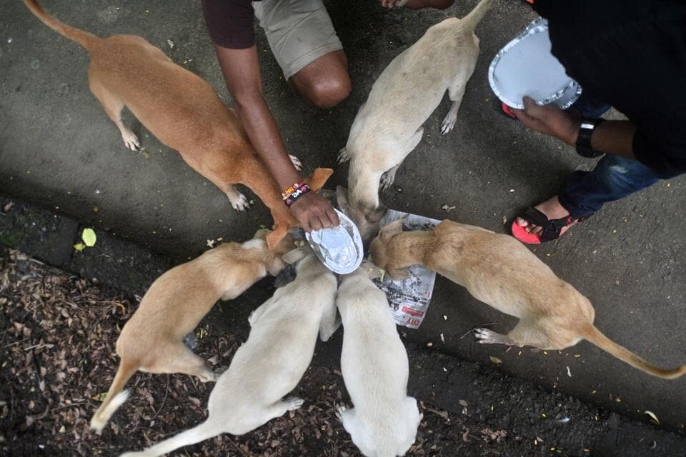 Rescuing homeless dogs on the streets A call for protection