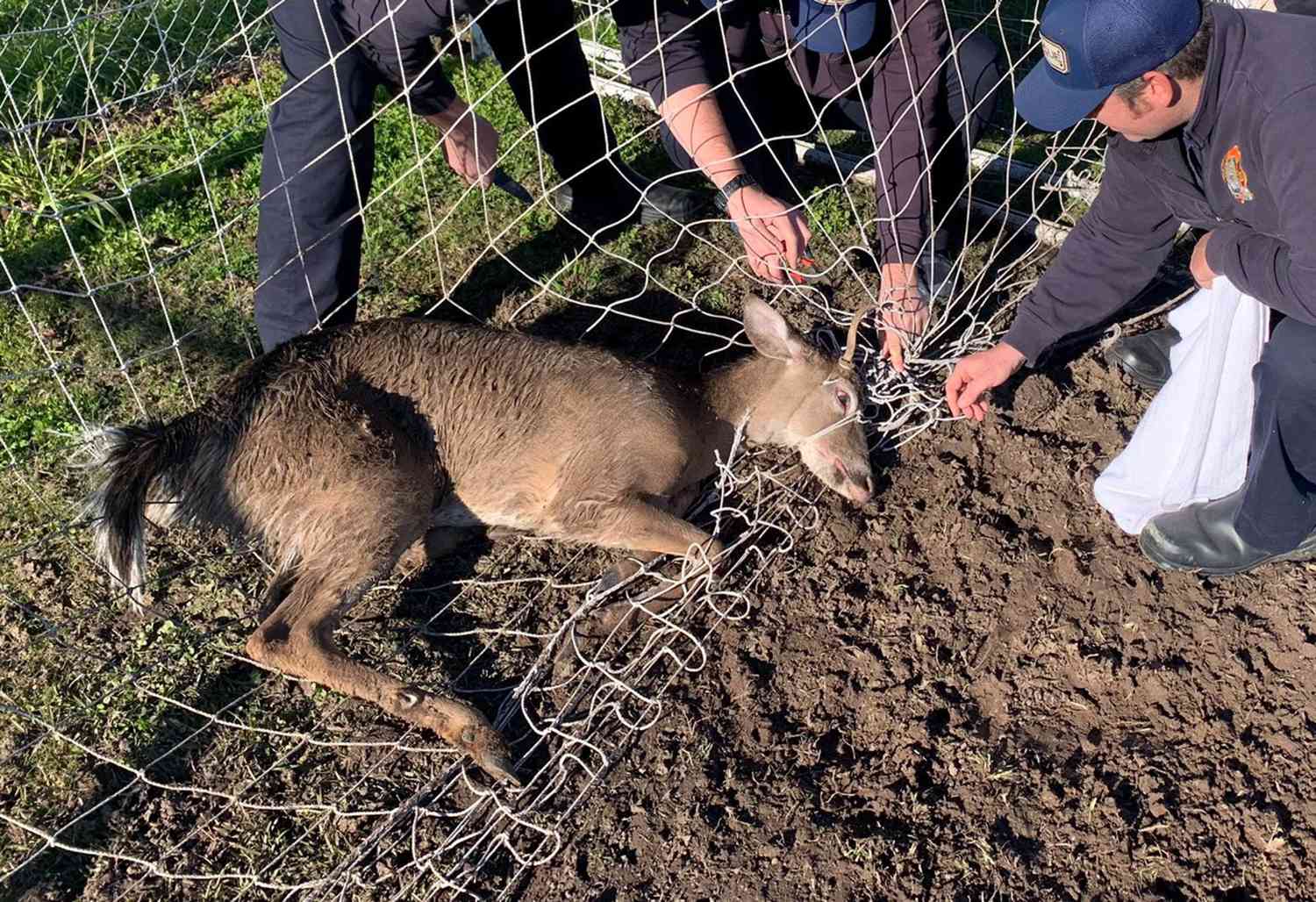 Saving Deer from Danger in the Suburbs