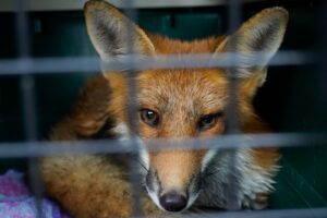 Saving Red Foxes from Habitat Loss A Race Against Time