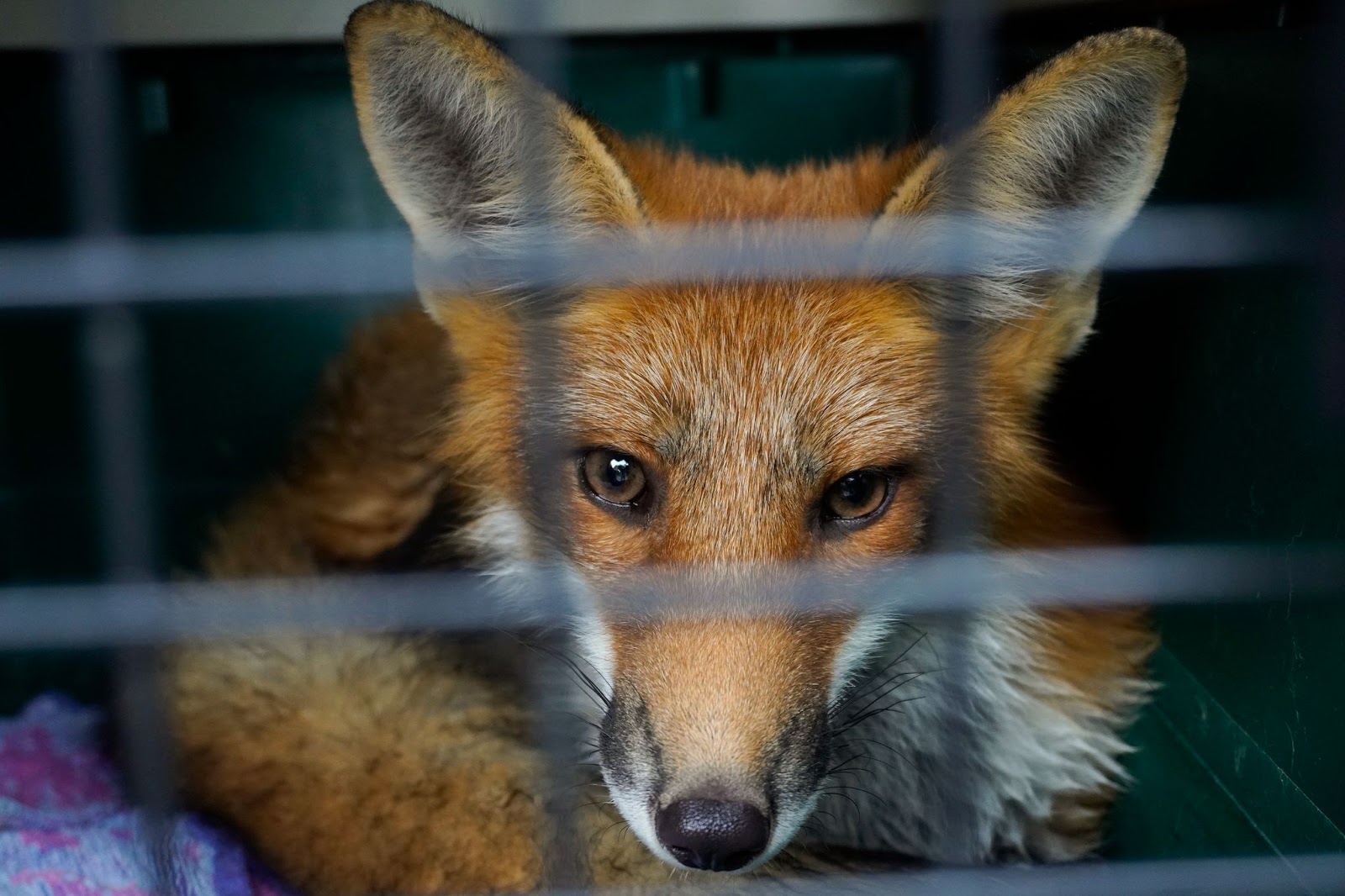 Saving Red Foxes from Habitat Loss A Race Against Time