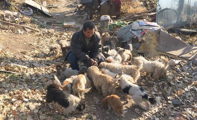 news.animalsupport369.com – A Heartfelt Mission to Rescue and Protect Animals in Need