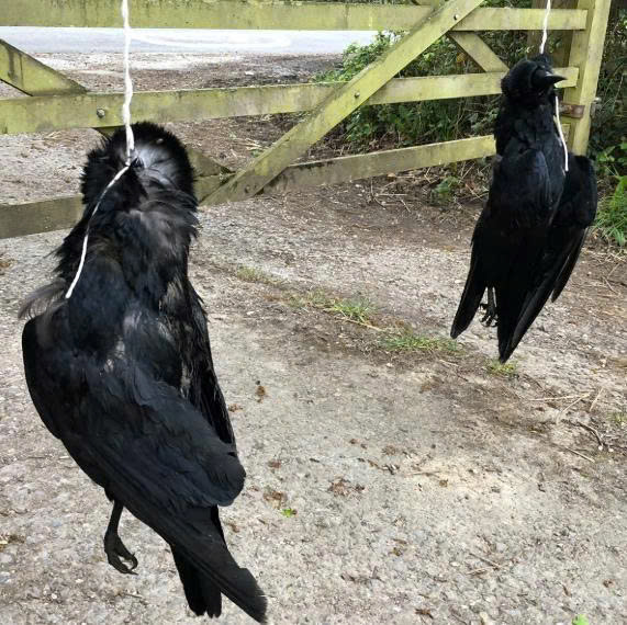 CROWS FEEL PAIN TOO – BUT FEW PERSONS CARE 1