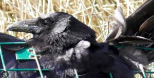 CROWS FEEL PAIN TOO – BUT FEW PERSONS CARE 2