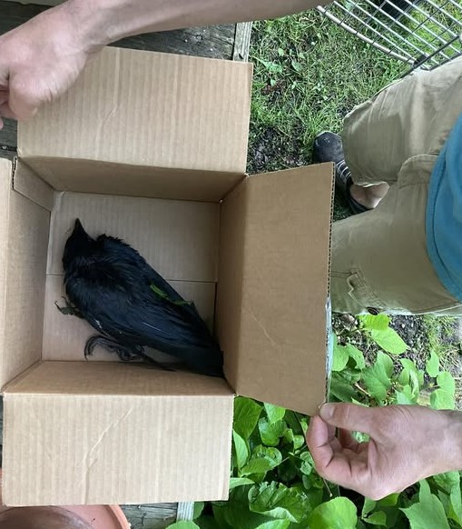 CROWS FEEL PAIN TOO – BUT FEW PERSONS CARE 3