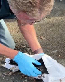 CROWS FEEL PAIN TOO – BUT FEW PERSONS CARE 4