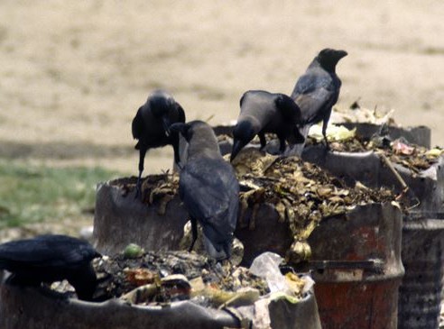 CROWS FEEL PAIN TOO – BUT FEW PERSONS CARE 5