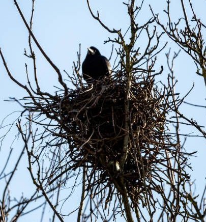 CROWS FEEL PAIN TOO – BUT FEW PERSONS CARE 6