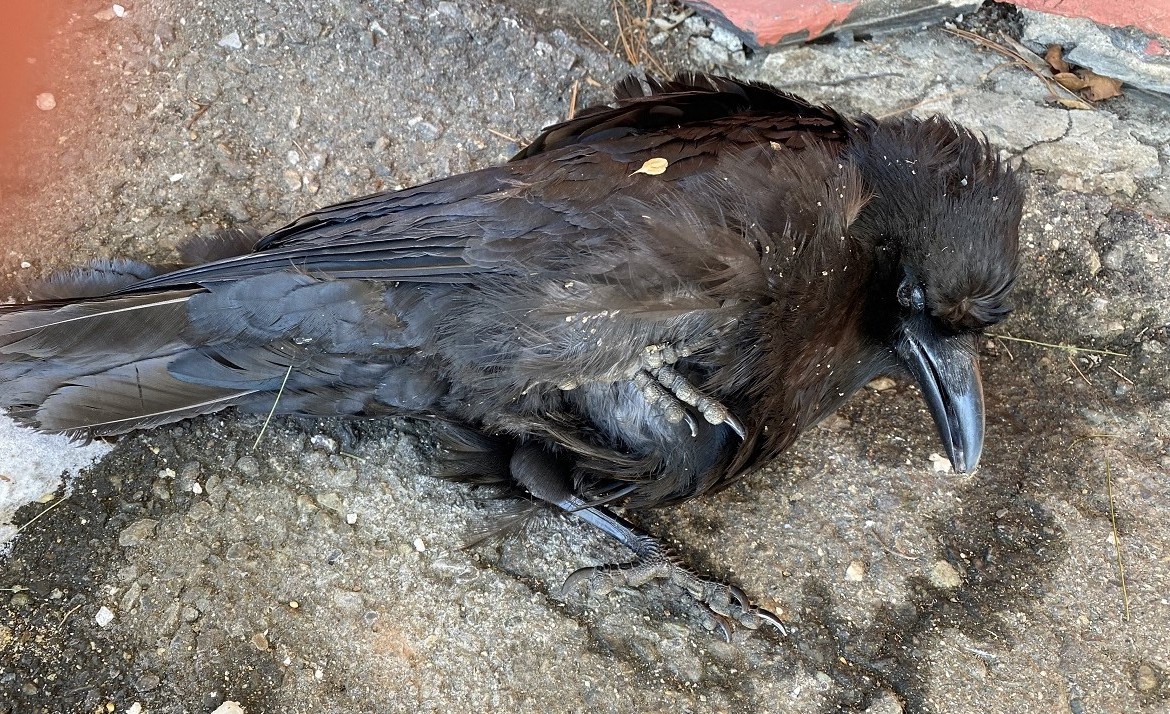 CROWS FEEL PAIN TOO – BUT FEW PERSONS CARE