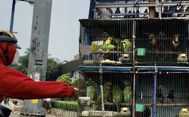 PARROTS DON’T JUST TALK – THEY FEEL PAIN TOO 1