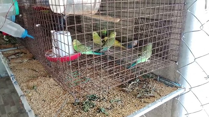 PARROTS DON’T JUST TALK – THEY FEEL PAIN TOO 2