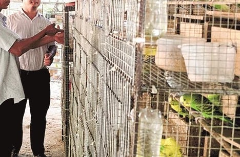 PARROTS DON’T JUST TALK – THEY FEEL PAIN TOO 3