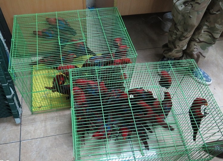 PARROTS DON’T JUST TALK – THEY FEEL PAIN TOO 4