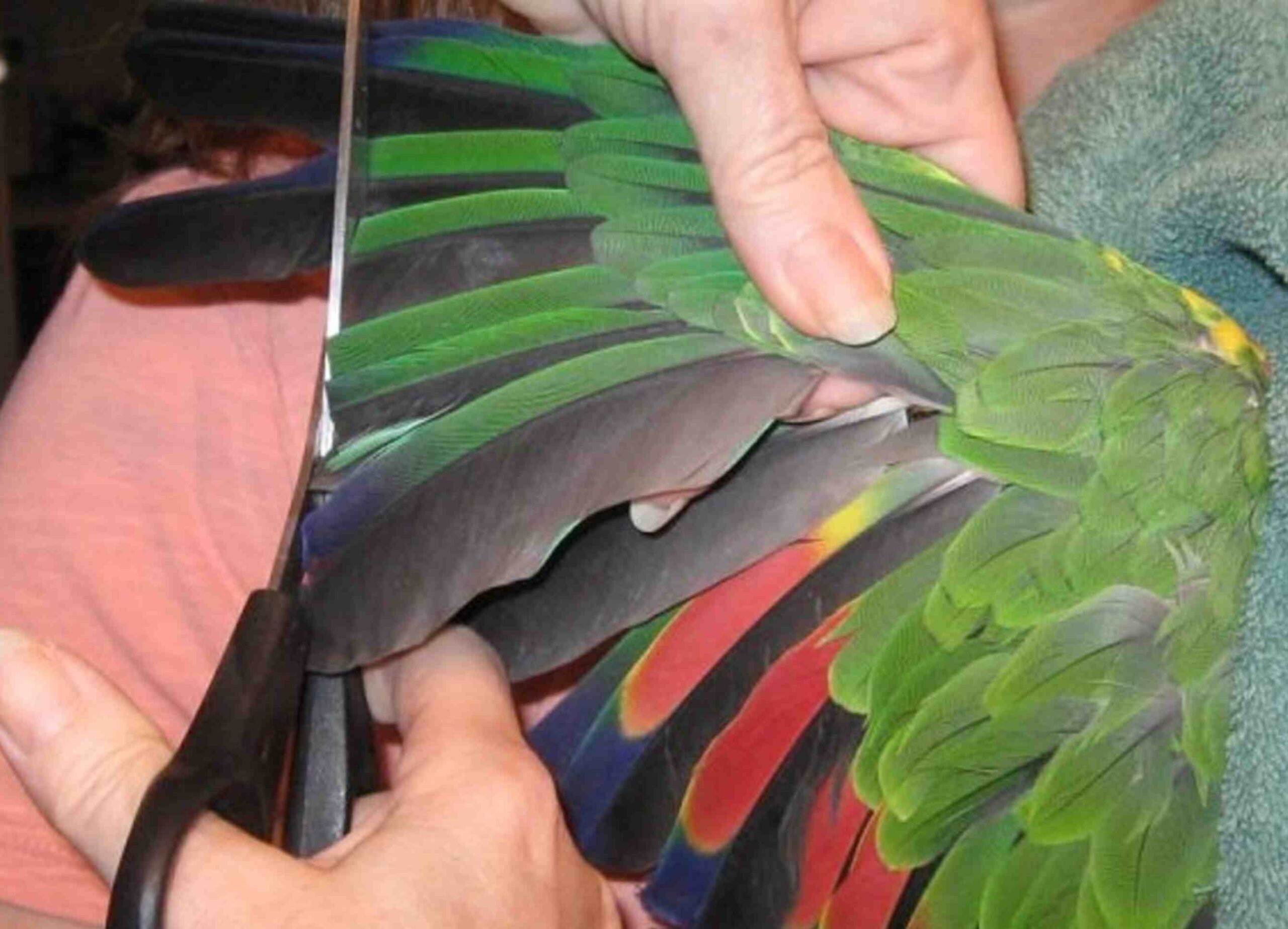 PARROTS DON’T JUST TALK – THEY FEEL PAIN TOO